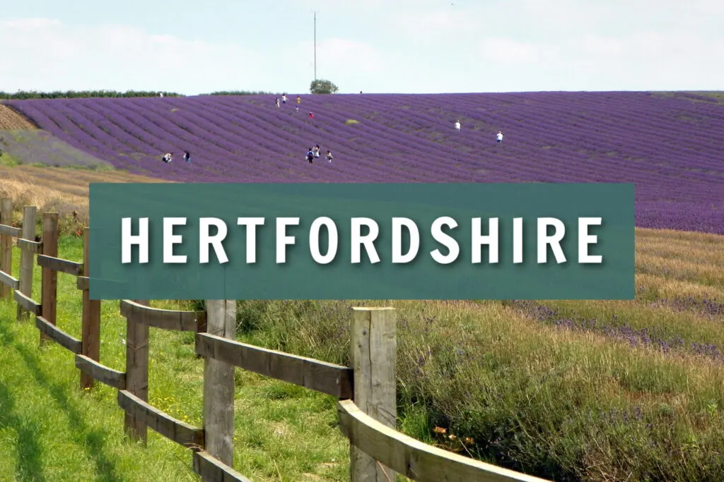 Hitchin Lavender Hertfordshire
